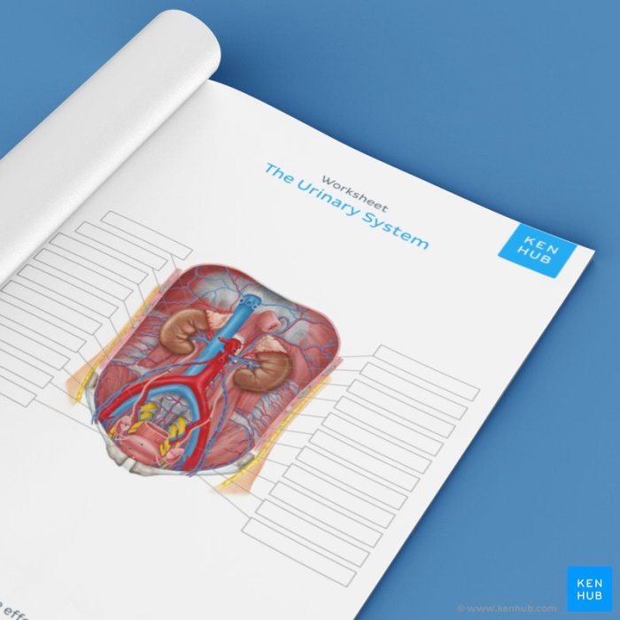 Review sheet 40 anatomy of the urinary system