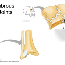 Joints fibrous quizlet skeletal structure anatomy physiology pearson etext bones