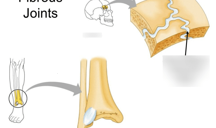 Joints fibrous quizlet skeletal structure anatomy physiology pearson etext bones