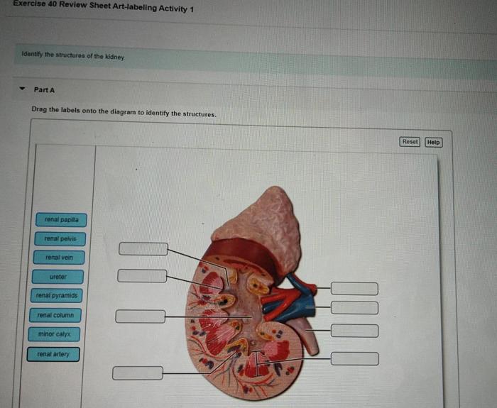 Review sheet 40 anatomy of the urinary system