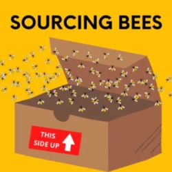 Colonies brazilian optimize bees stingless beekeeping survey describing