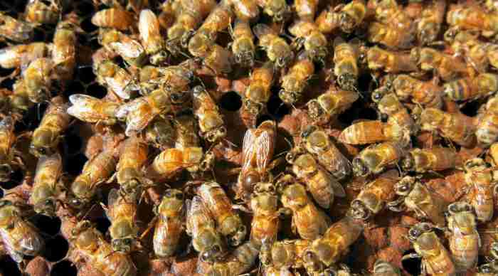 Estimated investment needed for a 1000 colony bee operation